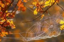  Кияни чотири дні милувалися «бабиним літом» 