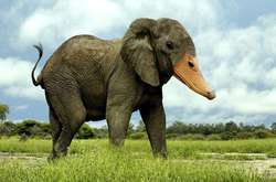 Уткослон и орлоконь: художник создает причудливые гибриды животных (фото)