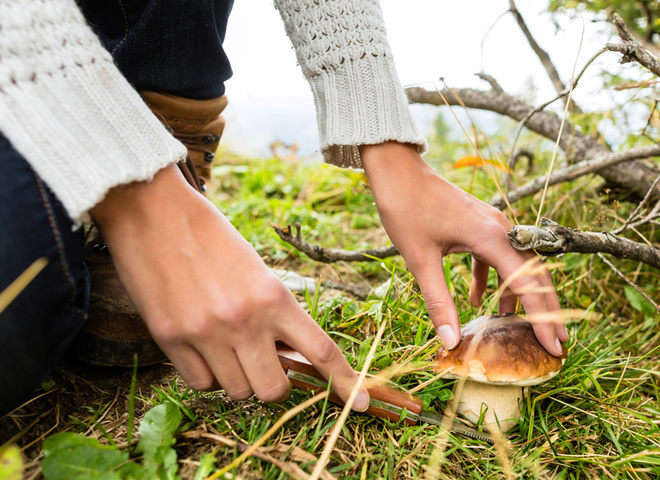 В Кривом Роге семья отравилась грибами, выжили не все