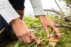 В Кривом Роге семья отравилась грибами, выжили не все