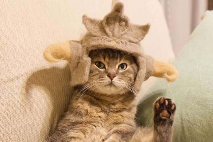 Это очень смешно: котики примерили головные уборы из собственной шерсти (фото)