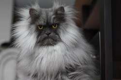 Суровая кошка со смешной прической стала интернет-звездой (фото)