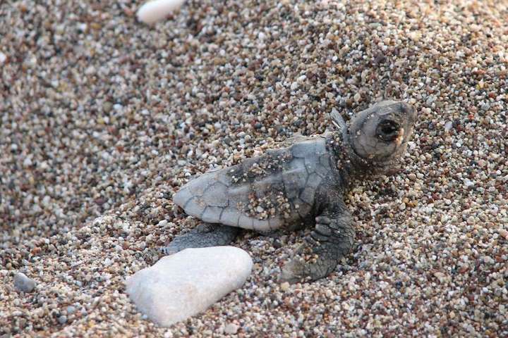 У Мексиці новий рекорд народження морських черепах Рідлі