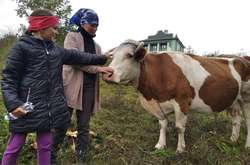 «Це дуже важка праця»: все більше селян на Буковині відмовляються від корів