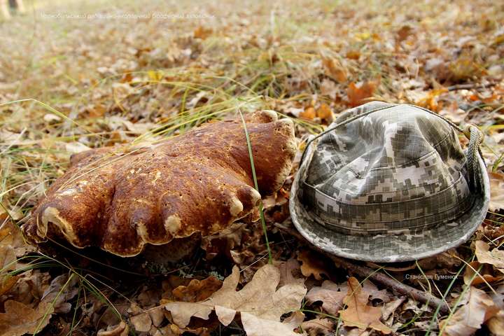 У Чорнобильській зоні виріс гігантський гриб (фото)