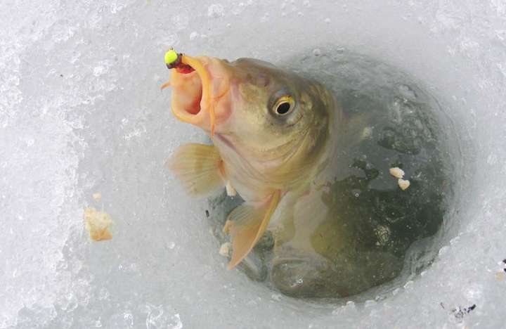 Із листопада в Україні заборонено ловити рибу у зимувальних ямах