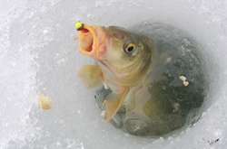 Риболовлю у заборонений період дозволено на ділянках для любительського рибальства поза межами зимувальних ям