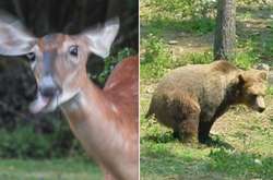 Эти смешные фото дикой природы сделают ваш день