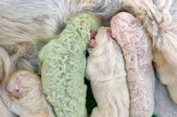 Малыш Фисташка: в Италии родился щенок с зеленой шерсткой (фото)