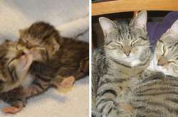 Трогательные фото животных, которые с детства сохранили свою дружбу