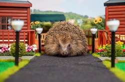 В Британии открыли первый в мире парк отдыха для ежей (видео)