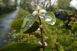 Істотних опадів 4 листопада не очікується 