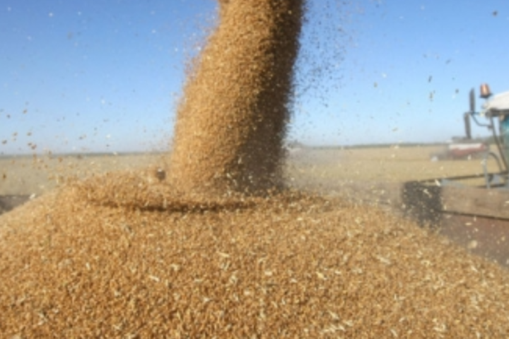 В Україні зібрали понад 53 млн т зернових