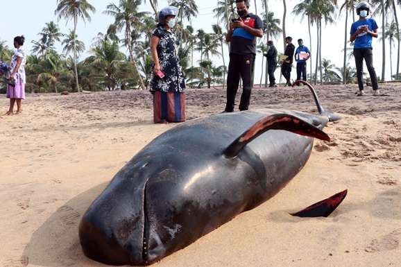 На Шрі-Ланці врятували понад 100 чорних дельфінів, які викинулися на берег
