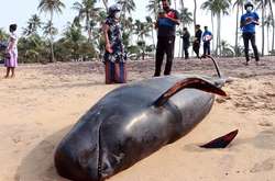 На Шрі-Ланці врятували понад 100 чорних дельфінів, які викинулися на берег