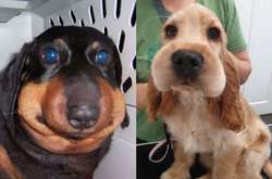 Распухшие бедолаги: фото собак, которые пожалели о схватке с пчелами