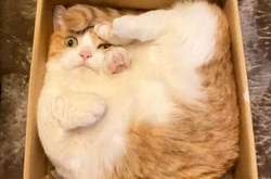 Что случилось с этими котами? 17 курьезных фото