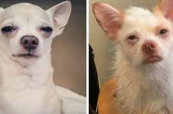 Собаки-осуждаки: смешные фото псов, которые не одобряют действия хозяев