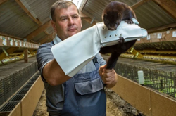 Загалом на фермах країни перебуває від 15 до 17 мільйонів тварин