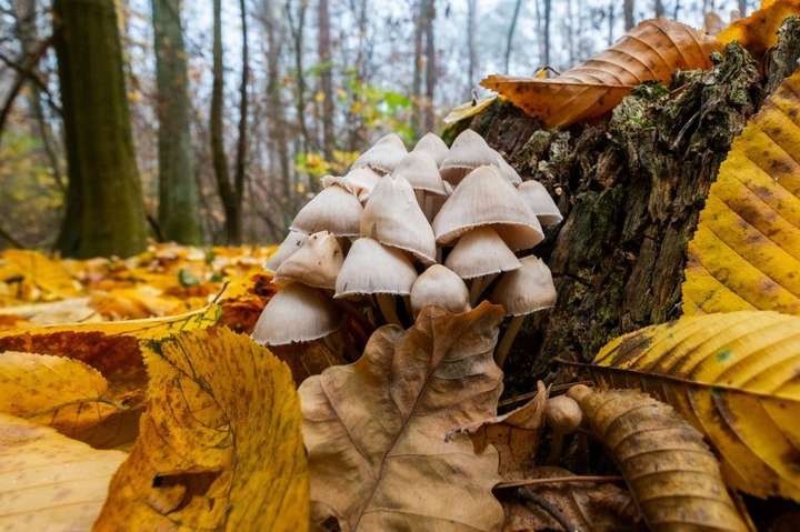 На Одещині родина отруїлася грибами: дитина у комі