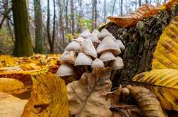 На Одещині родина отруїлася грибами: дитина у комі