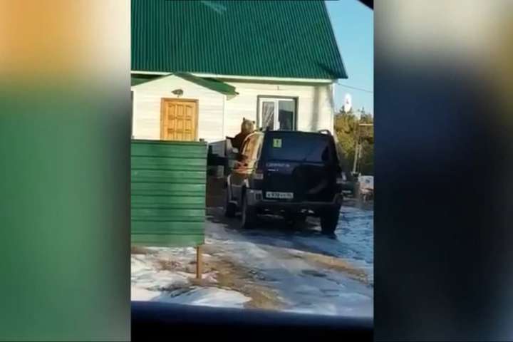 У Росії ведмідь спробував вломитися в будинок з трьома дітьми (відео)