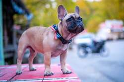 В США мэром города стал французский бульдог по кличке Уилбур (фото)