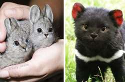 Как бы выглядел мир, если бы у всего была кошачья морда (фото)