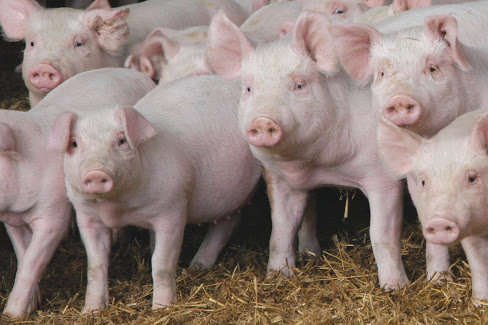 У психоневрологічному інтернаті на Житомирщині стався спалах африканської чуми свиней