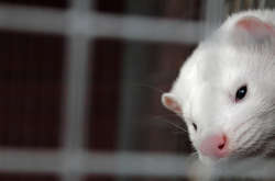   Мутації коронавірусу у диких тварин можуть призвести до нової пандемії в світі 