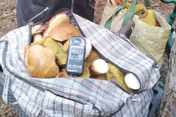 Поліція ЧАЕС вилучила 60 кг радіаційних грибів