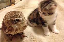 Фото чудесных кошек, которые заставят вас забыть обо всех проблемах