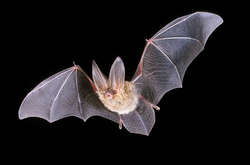 У посліді японських кажанів знайшли схожий з Covid-19 вірус