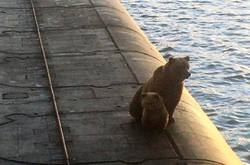 Ведмежа помер на місці, ведмедиця ще якийсь час подавала ознаки життя