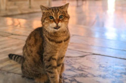 В Стамбуле умерла легендарная кошка Гли, которая всю жизнь прожила в соборе Святой Софии