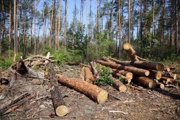На Сумщині поліція викрила незаконну вирубку лісу 