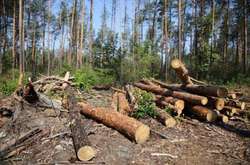 На Сумщині поліція викрила незаконну вирубку лісу 