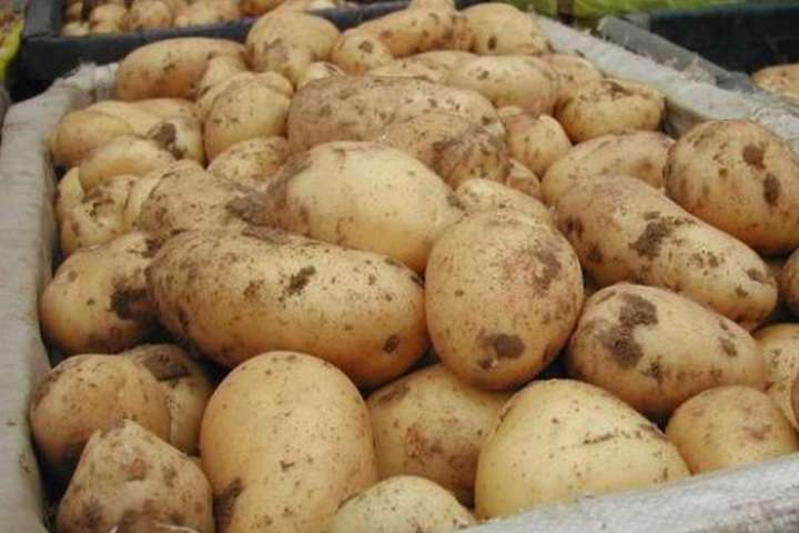 В Україні дорожчає картопля: аналітики назвали причину