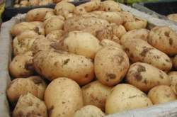 В Україні дорожчає картопля: аналітики назвали причину