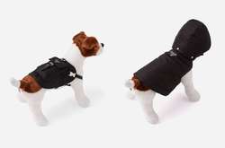 Рюкзаки и пуховики: Prada выпустили коллекцию одежды для собак (фото)