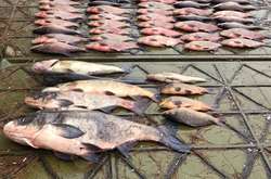 На Київському водосховищі браконьєр виловив 116 кг риби (фото)