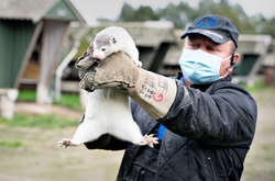 Минулого тижня у Данії почали забій всієї популяції норки, яка становить 17 мільйонів