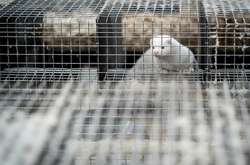 Норки будут жить: Правительство Дании не станет уничтожать зверьков