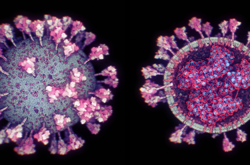 На моделі показані білкові шипи  і  рецептори на поверхні