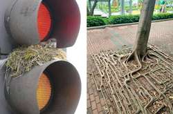 15 фото о том, как природа бесцеремонно вторгается в жизнь людей