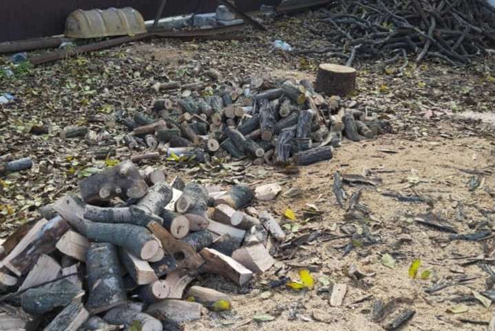 «Чорні лісоруби» на Донеччині вирубили дерев на пів мільйона гривень