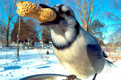 Чем занимаются птицы, когда их никто не видит: фото со скрытой камеры