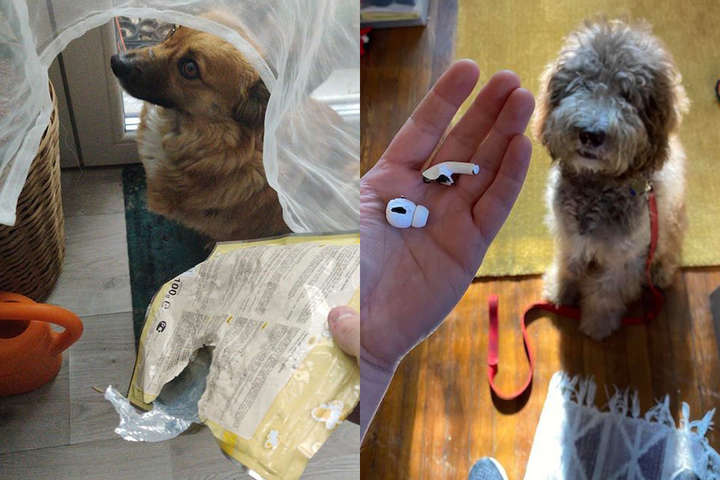 Курьезные фото провинившихся собак, которые не поняли, за что их наказали