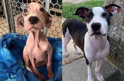 «До и после»: фото спасенных собак, которые тронут до глубины души каждого