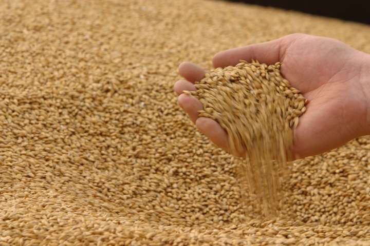 Єгипет зацікавився українським зерном